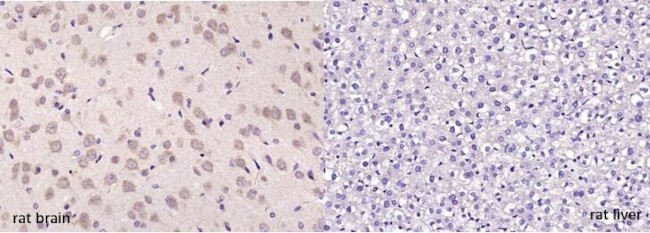 MOBP Antibody in Immunohistochemistry (Paraffin) (IHC (P))