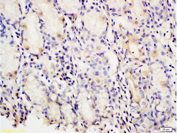 PAF Antibody in Immunohistochemistry (Paraffin) (IHC (P))