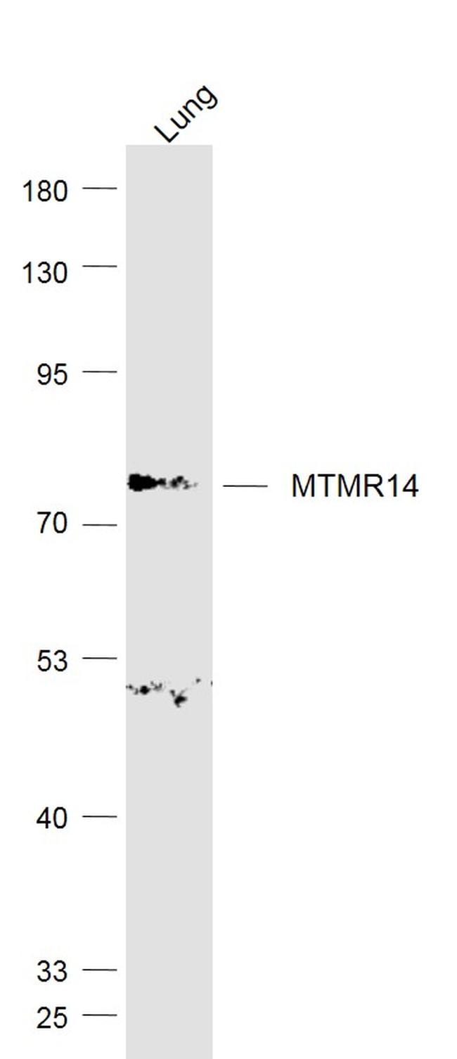 MTMR14 Antibody in Western Blot (WB)