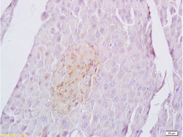 Sema4C Antibody in Immunohistochemistry (Paraffin) (IHC (P))