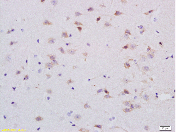 5-HTR1A Antibody in Immunohistochemistry (Paraffin) (IHC (P))