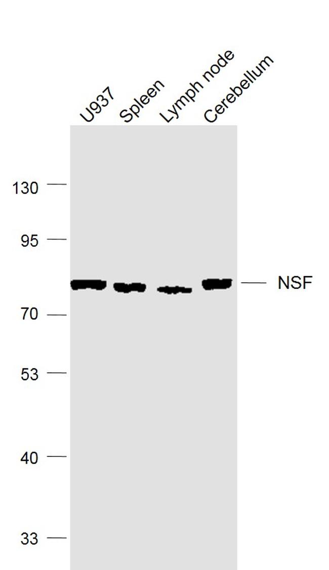 NSF Antibody in Western Blot (WB)