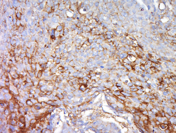 FGFBP2/KSP37 Antibody in Immunohistochemistry (Paraffin) (IHC (P))