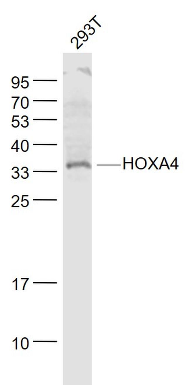 HOXA4 Antibody in Western Blot (WB)