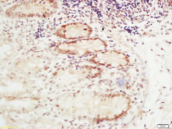 RFC2 Antibody in Immunohistochemistry (Paraffin) (IHC (P))
