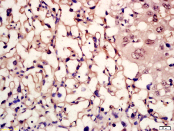 MC5 Receptor/MC5-R Antibody in Immunohistochemistry (Paraffin) (IHC (P))