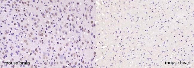 NG/Neurogranin Antibody in Immunohistochemistry (Paraffin) (IHC (P))