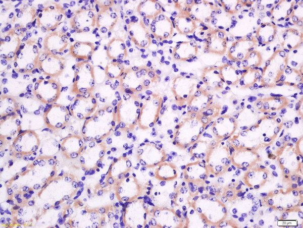 Nocturnin Antibody in Immunohistochemistry (Paraffin) (IHC (P))