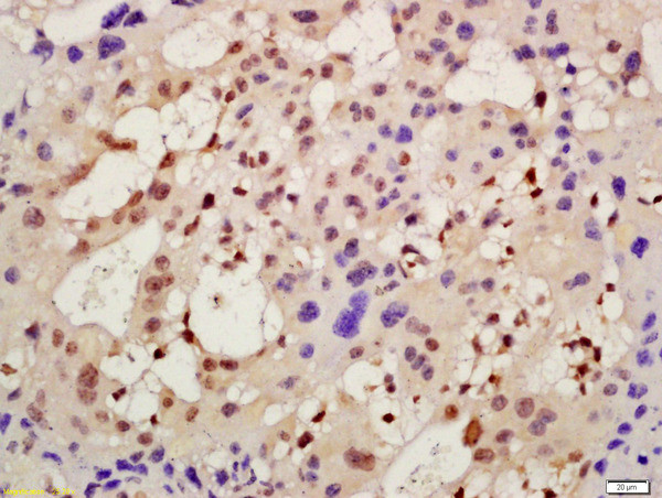 AMIGO2 Antibody in Immunohistochemistry (Paraffin) (IHC (P))