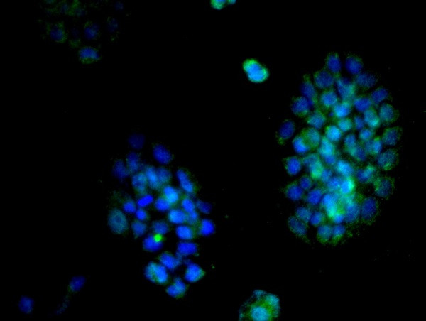 Cyclin D2 Antibody in Immunocytochemistry (ICC/IF)