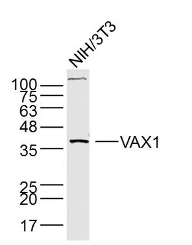 VAX1 Antibody in Western Blot (WB)
