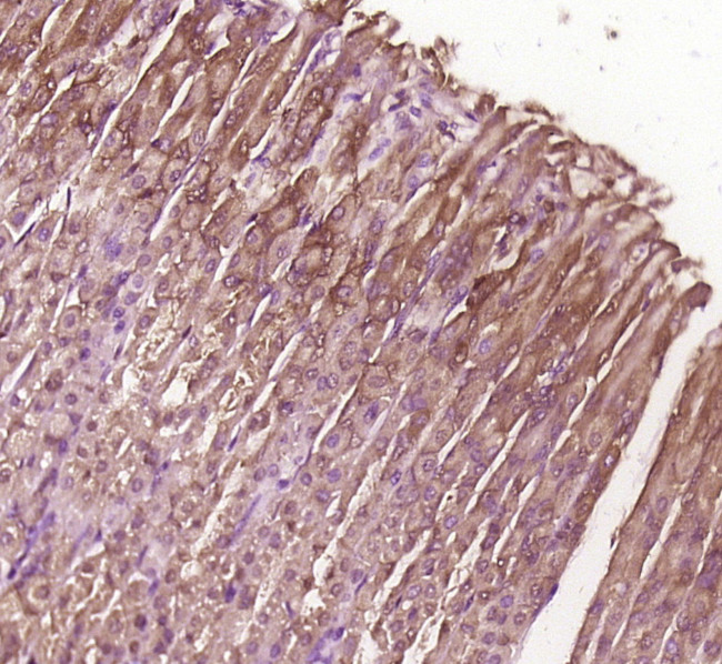 BBS8/TTC8 Antibody in Immunohistochemistry (Paraffin) (IHC (P))