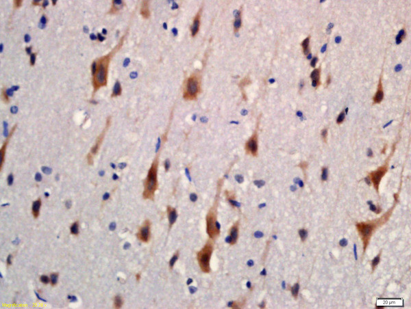 KIBRA Antibody in Immunohistochemistry (Paraffin) (IHC (P))