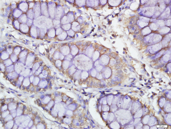 PDE7B Antibody in Immunohistochemistry (Paraffin) (IHC (P))