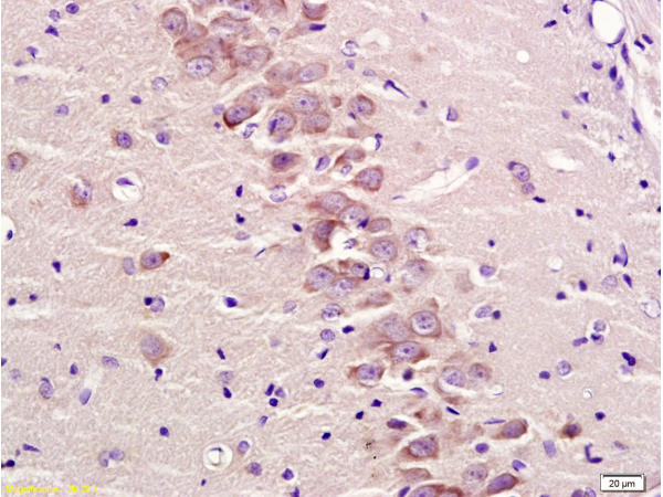 Metabotropic glutamate receptor 2 Antibody in Immunohistochemistry (Paraffin) (IHC (P))