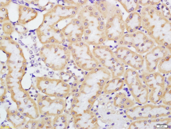 beta Defensin 1 Antibody in Immunohistochemistry (Paraffin) (IHC (P))