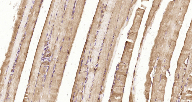 UCHL3 Antibody in Immunohistochemistry (Paraffin) (IHC (P))