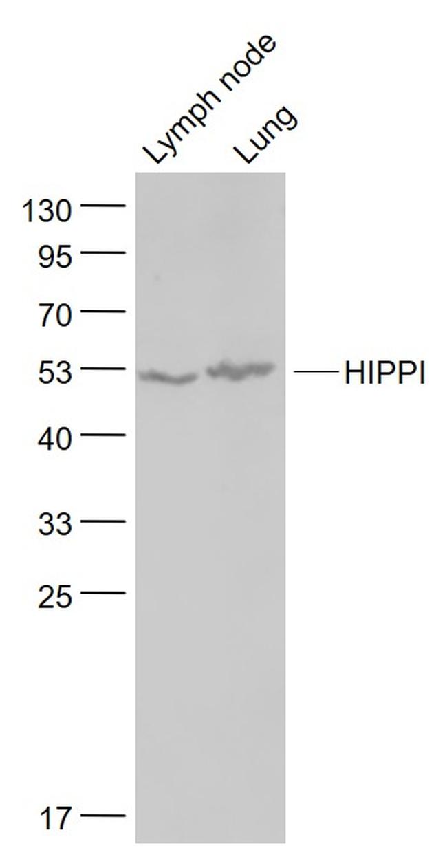 HIPPI Antibody in Western Blot (WB)