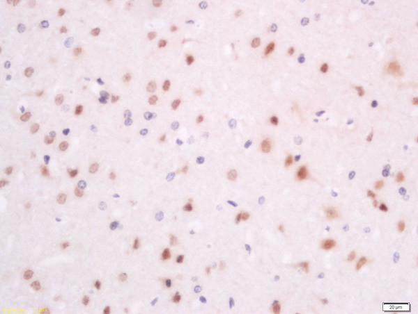 SFRS7/9G8/SRp20 Antibody in Immunohistochemistry (Paraffin) (IHC (P))