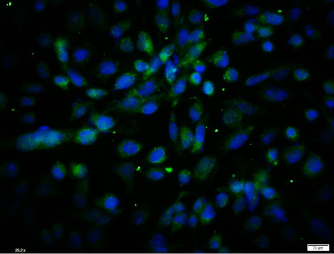 Cux2 Antibody in Immunocytochemistry (ICC/IF)