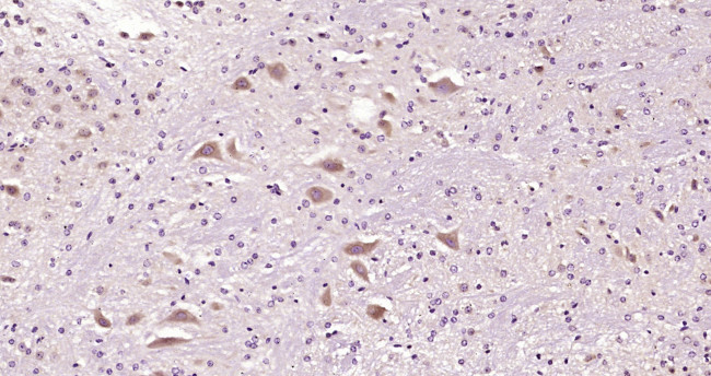 NME4/nm23-H4 Antibody in Immunohistochemistry (Paraffin) (IHC (P))