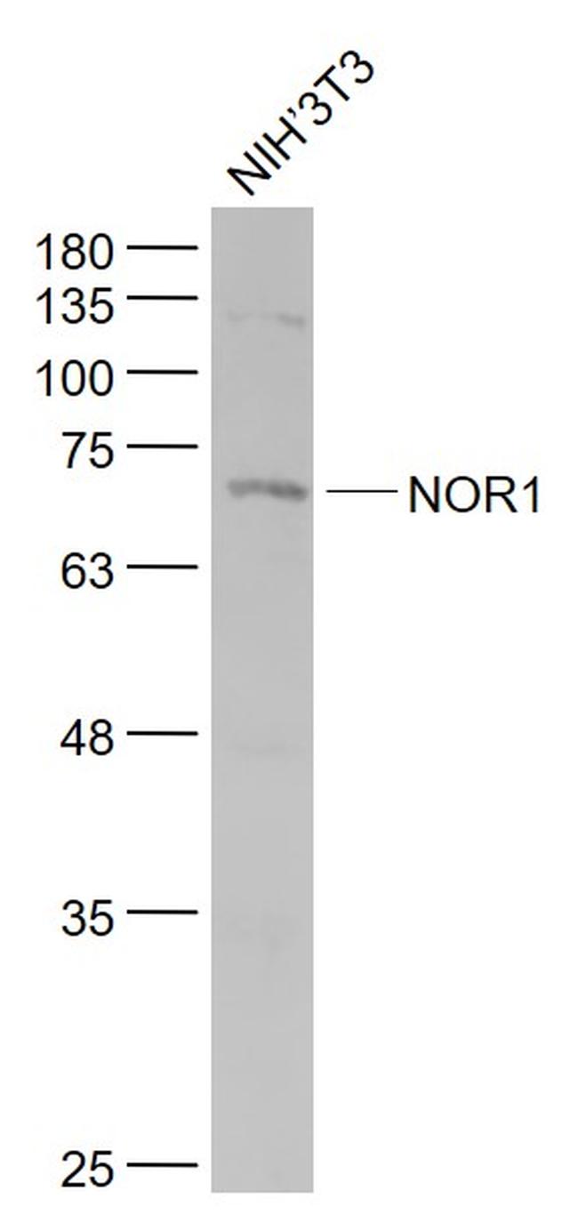NOR1 Antibody in Western Blot (WB)