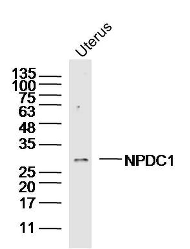 NPDC1 Antibody in Western Blot (WB)