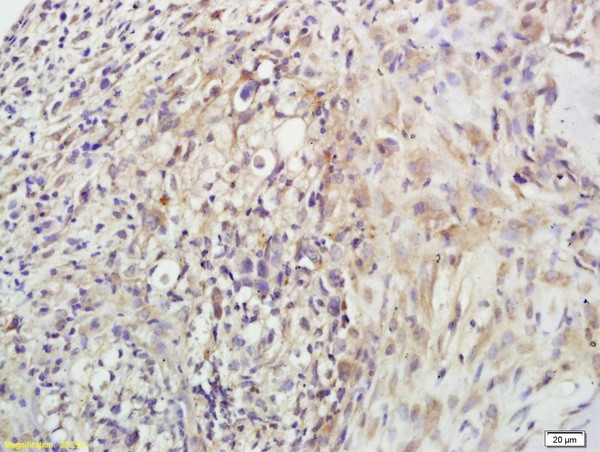 POMC Antibody in Immunohistochemistry (Paraffin) (IHC (P))