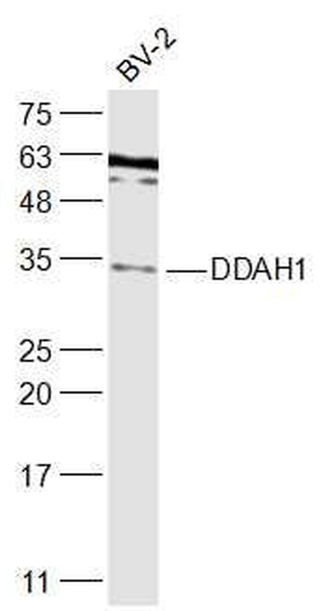DDAH1 Antibody in Western Blot (WB)