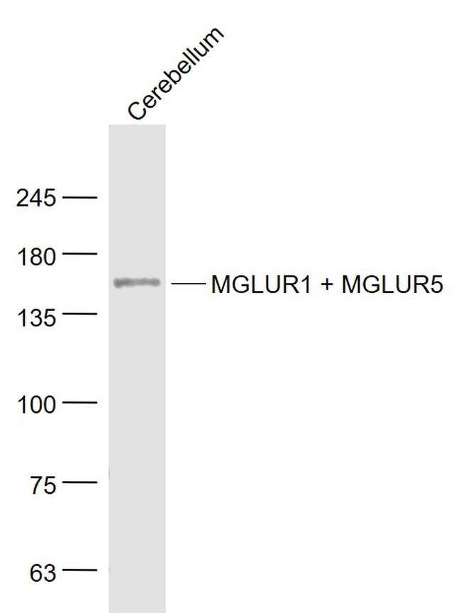 MGLUR1 + MGLUR5 Antibody in Western Blot (WB)