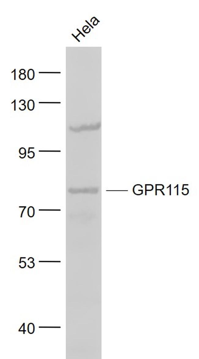 GPR115 Antibody in Western Blot (WB)