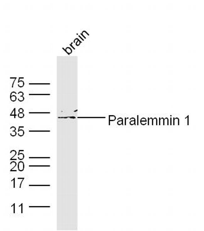Paralemmin 1 Antibody in Western Blot (WB)