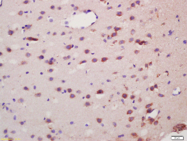 Spinophilin/Neurabin 2 Antibody in Immunohistochemistry (Paraffin) (IHC (P))