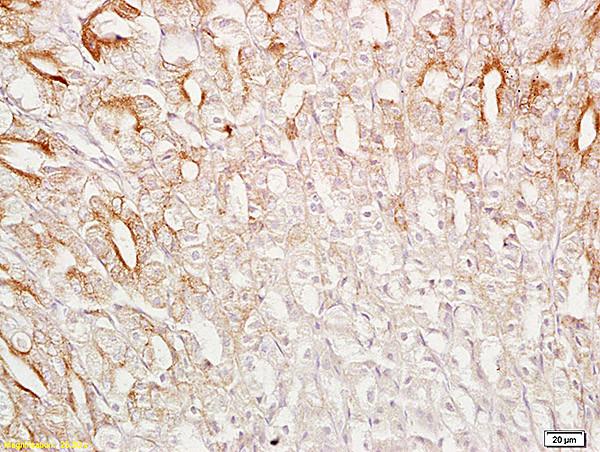 SRG4/TSARG4 Antibody in Immunohistochemistry (Paraffin) (IHC (P))