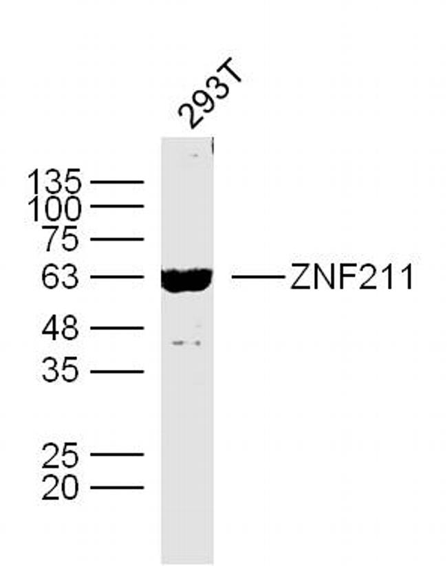 ZNF211 Antibody in Western Blot (WB)