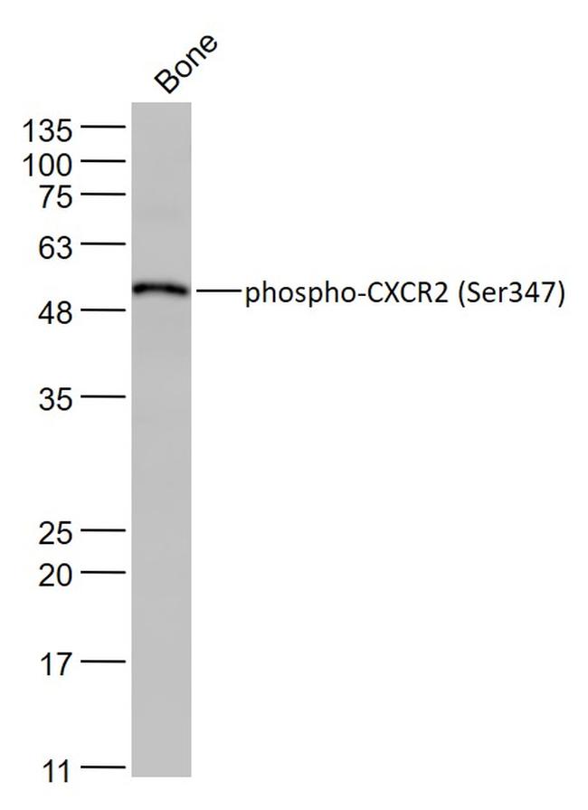 Phospho-CXCR2 (Ser347) Antibody in Western Blot (WB)