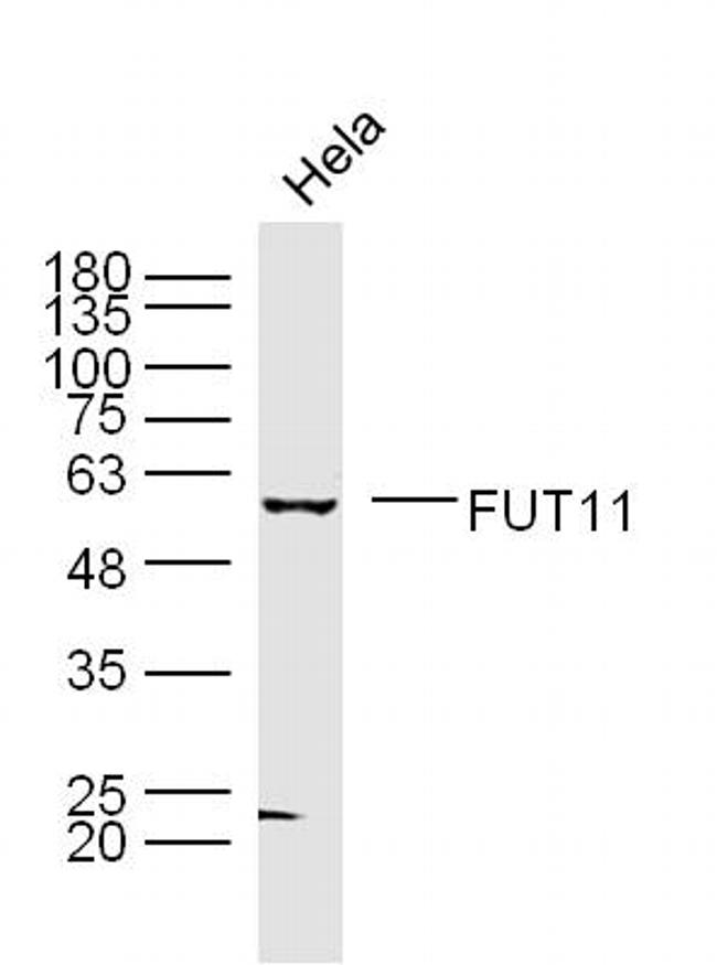 FUT11 Antibody in Western Blot (WB)