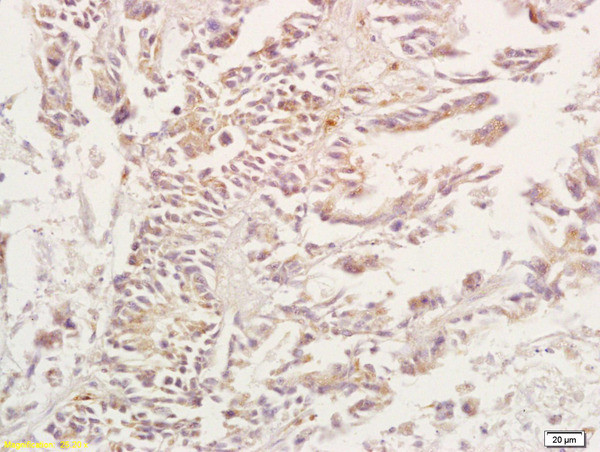 Adenosine A3 Receptor Antibody in Immunohistochemistry (Paraffin) (IHC (P))