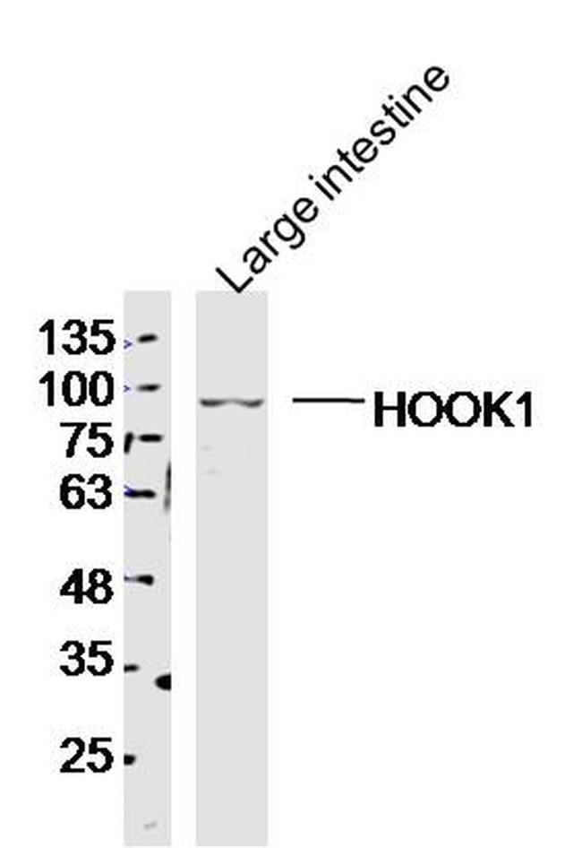 HOOK1 Antibody in Western Blot (WB)