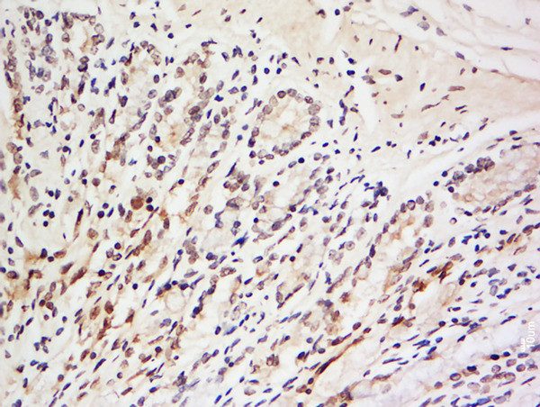 LRRC39 Antibody in Immunohistochemistry (Paraffin) (IHC (P))