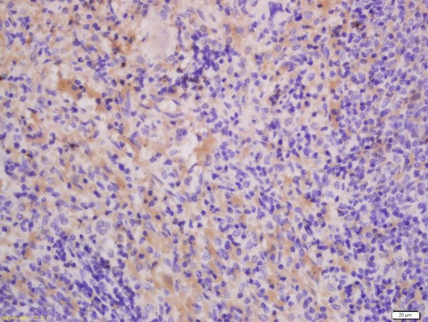 THEMIS Antibody in Immunohistochemistry (Paraffin) (IHC (P))