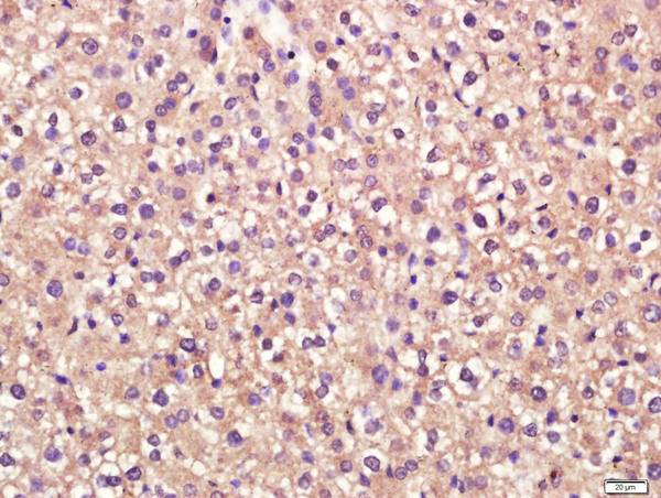 Stabilin 2/STAB 2 Antibody in Immunohistochemistry (Paraffin) (IHC (P))