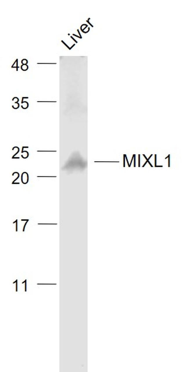 MIXL1 Antibody in Western Blot (WB)