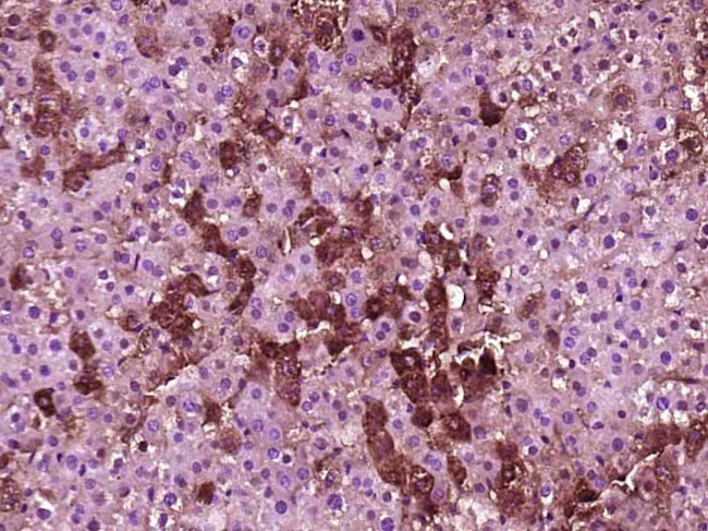 FAM20C Antibody in Immunohistochemistry (Paraffin) (IHC (P))