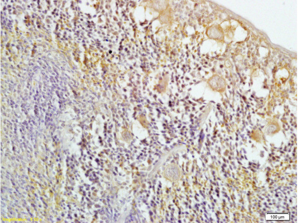 HO-2 Antibody in Immunohistochemistry (Paraffin) (IHC (P))