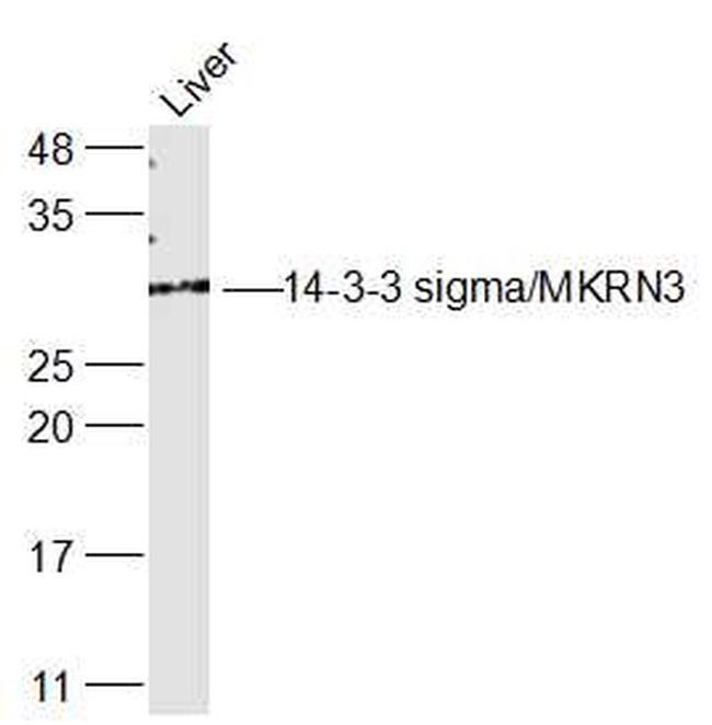 14-3-3 sigma Antibody in Western Blot (WB)