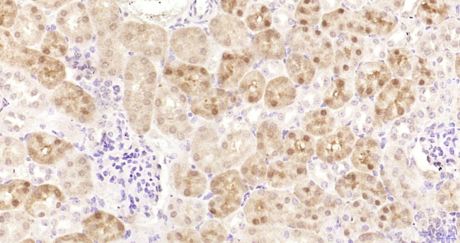eIF2C2/Ago2 Antibody in Immunohistochemistry (Paraffin) (IHC (P))