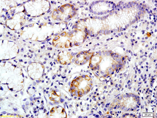 Annexin A13 Antibody in Immunohistochemistry (Paraffin) (IHC (P))