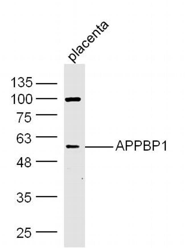 APPBP1 Antibody in Western Blot (WB)