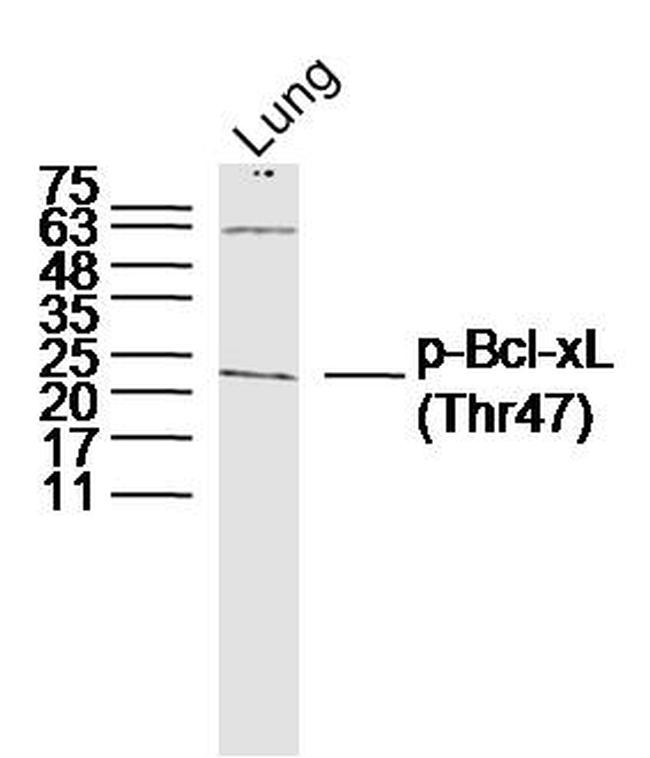 Phospho-Bcl-xL/BCL2L1 (Thr47) Antibody in Western Blot (WB)